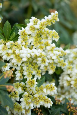 Rotsheide Pieris japonica struik Pieris japonica
