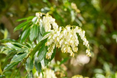 Rotsheide Pieris japonica struik Pieris japonica