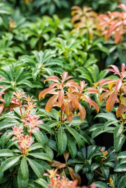 Pieris japonica 'Bonfire'