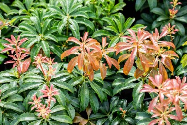 Pieris japonica 'Bonfire'