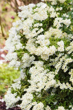 Rotsheide Pieris japonica 'Debutante' struik Pieris japonica 'Debutante'