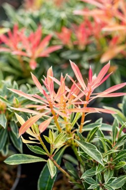 Pieris japonica 'Flaming Silver'
