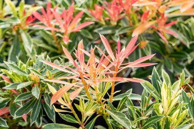 Pieris japonica 'Flaming Silver'