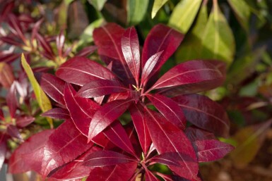Rotsheide Pieris japonica 'Katsura' struik Pieris japonica 'Katsura'