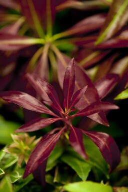 Rotsheide Pieris japonica 'Katsura' struik Pieris japonica 'Katsura'