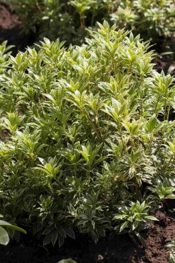 Rotsheide Pieris japonica 'Variegata' struik Pieris japonica 'Variegata' struik