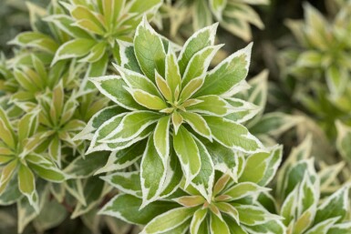 Rotsheide Pieris japonica 'Variegata' struik Pieris japonica 'Variegata' struik