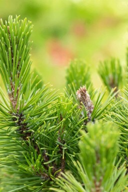 Bergden Pinus mugo 'Mops' struik Pinus mugo 'Mops' struik