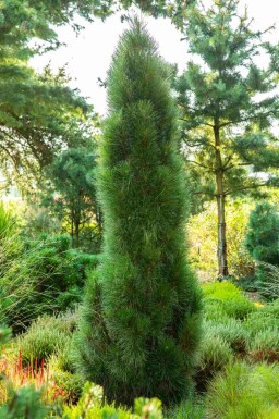 Zwarte den Pinus nigra 'Green Tower' struik Pinus nigra 'Green Tower' struik