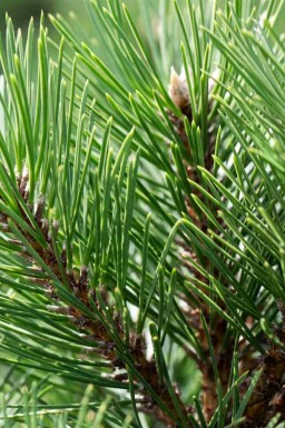 Zwarte den Pinus nigra 'Nana' struik Pinus nigra 'Nana' struik