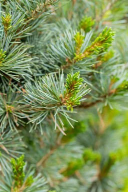 Japanse witte den Pinus parviflora 'Negishi' struik Pinus parviflora 'Negishi' struik