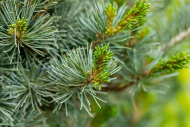 Japanse witte den Pinus parviflora 'Negishi' struik Pinus parviflora 'Negishi' struik