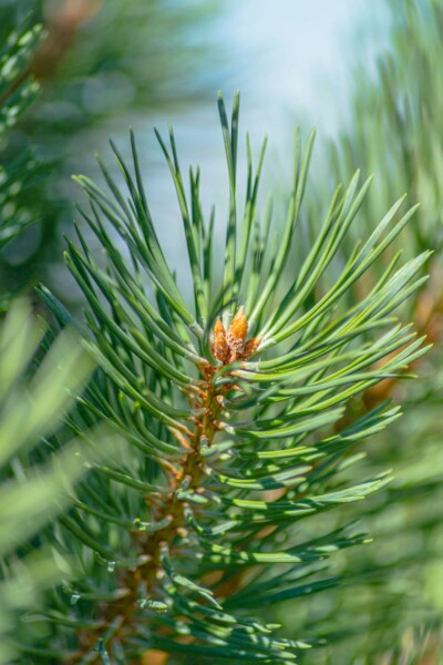 Pijnboom Pinus sylvestris struik Pinus sylvestris struik