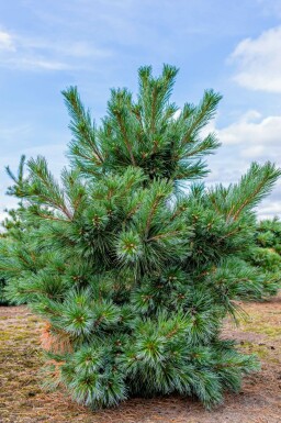 Pinus sylvestris 'Watereri'