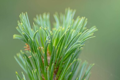 Pinus sylvestris 'Watereri'