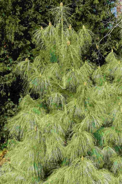Pinus wallichiana