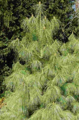Pinus wallichiana