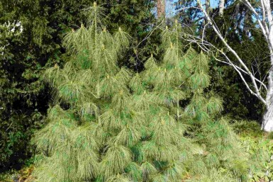 Blauwe den Pinus wallichiana struik Pinus wallichiana struik
