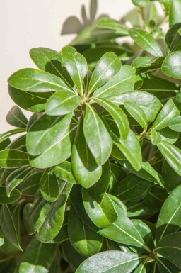 Australische laurier Pittosporum tobira 'Nanum' struik Pittosporum tobira 'Nanum' struik