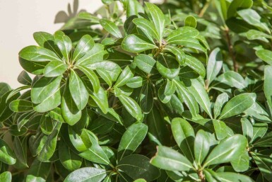 Australische laurier Pittosporum tobira 'Nanum' struik Pittosporum tobira 'Nanum' struik