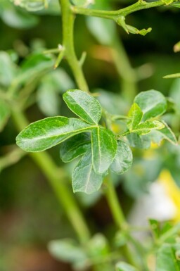 Wilde citroen Poncirus trifoliata struik Poncirus trifoliata struik