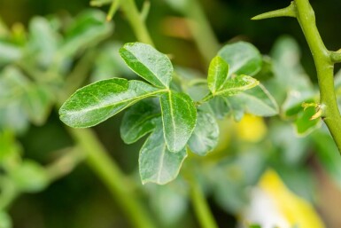 Wilde citroen Poncirus trifoliata struik Poncirus trifoliata struik