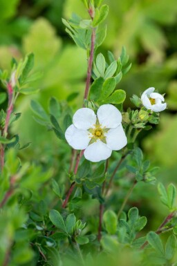 Vijfvingerkruid Potentilla fruticosa 'Abbotswood' struik Potentilla fruticosa 'Abbotswood' struik