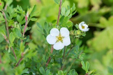 Vijfvingerkruid Potentilla fruticosa 'Abbotswood' struik Potentilla fruticosa 'Abbotswood' struik