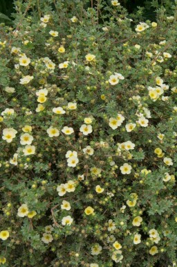 Potentilla fruticosa 'Limelight'