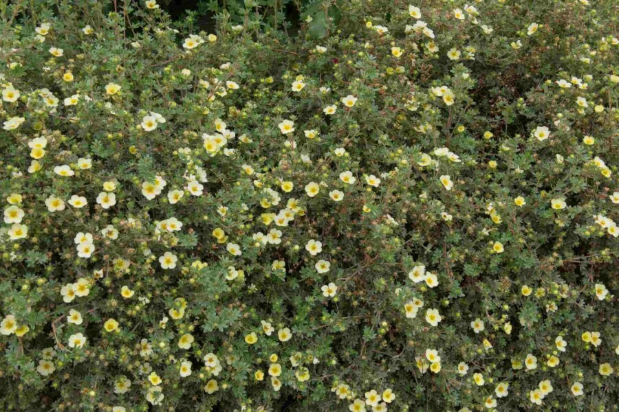 Vijfvingerkruid Potentilla fruticosa 'Limelight' struik Potentilla fruticosa 'Limelight' struik