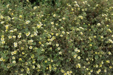Potentilla fruticosa 'Limelight'