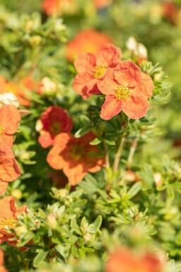 Vijfvingerkruid Potentilla fruticosa 'Red Ace' struik Potentilla fruticosa 'Red Ace' struik
