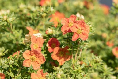 Potentilla fruticosa 'Red Ace'