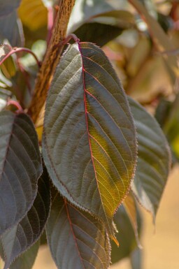 Japanse sierkers Prunus 'Royal Burgundy' struik Prunus 'Royal Burgundy'