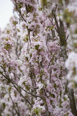Kersenbloesem Prunus serrulata 'Amanogawa' struik Prunus serrulata 'Amanogawa'