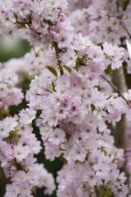 Kersenbloesem Prunus serrulata 'Amanogawa' struik Prunus serrulata 'Amanogawa'