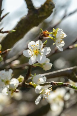 Prunus spinosa