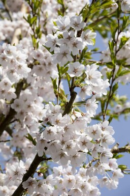 Prunus yedoensis