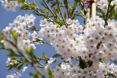 Prunus yedoensis