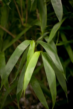 Japanse bamboe Pseudosasa japonica struik Pseudosasa japonica