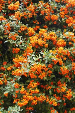 Vuurdoorn Pyracantha 'Red Cushion' struik Pyracantha 'Red Cushion' struik