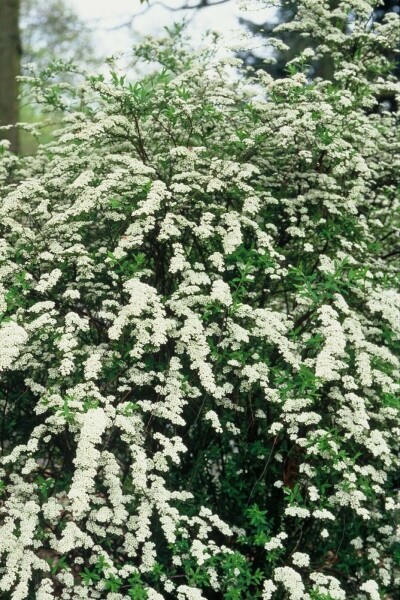 Spiraea × cinerea 'Grefsheim' C2 30-40