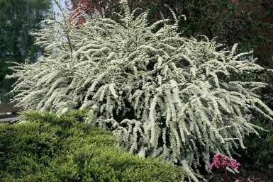 Spiraea × cinerea 'Grefsheim' C2 30-40