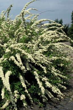 Spiraea × cinerea 'Grefsheim' C2 30-40