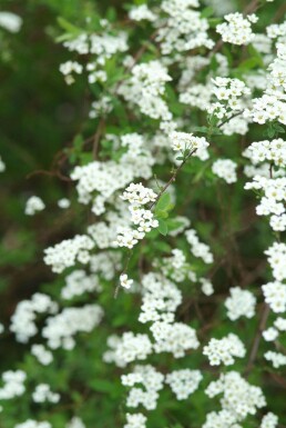 Spiraea × cinerea 'Grefsheim' C2 30-40