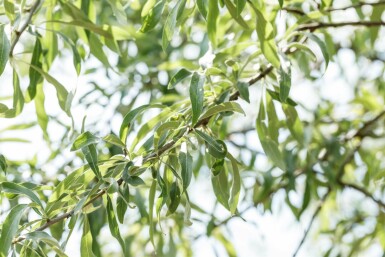 Sierpeer Pyrus salicifolia 'Pendula' struik Pyrus salicifolia 'Pendula' struik