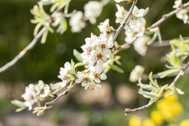 Pyrus salicifolia 'Pendula'