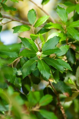 Steeneik Quercus ilex struik Quercus ilex struik