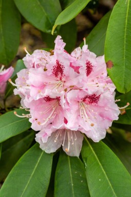 Rhododendron 'Albert Schweitzer'
