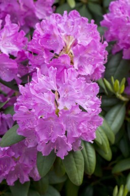 Rhododendron catawbiense 'Boursault'